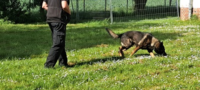 Polizeihund